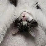 Chat, Yeux, Felidae, Carnivore, Grey, Moustaches, Small To Medium-sized Cats, Museau, Close-up, Domestic Short-haired Cat, Poil, Patte, Fang, Queue, Comfort, Terrestrial Animal, Bâillement, Foot, Griffe, Sieste