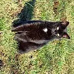 Chat, Carnivore, Felidae, Race de chien, Small To Medium-sized Cats, Herbe, Terrestrial Animal, Queue, Museau, Plante, Chats noirs, Poil, Canidae, Domestic Short-haired Cat, Bombay, Moustaches, Groundcover, Soil