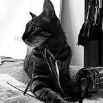 Chat, Photograph, Felidae, Jambe, Carnivore, Black, Comfort, Small To Medium-sized Cats, Black-and-white, Grey, Moustaches, Style, Museau, Noir & Blanc, Monochrome, Queue, Human Leg, Chats noirs, Poil, Domestic Short-haired Cat