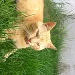 Chat, Plante, Felidae, Carnivore, Small To Medium-sized Cats, Herbe, Moustaches, Arbre, Faon, Bois, Queue, Groundcover, Museau, Poil, Domestic Short-haired Cat, Terrestrial Animal, Herbaceous Plant, Herb, Plant Stem