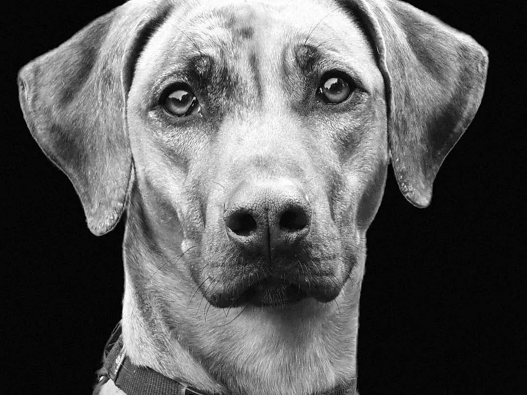Chien, Yeux, Race de chien, Carnivore, Moustaches, Style, Collar, Working Animal, Chien de compagnie, Museau, Close-up, Noir & Blanc, Dog Collar, Canidae, Monochrome, Poil, Chapi Chapo, Personal Protective Equipment, Working Dog