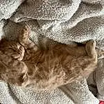 Chat, Felidae, Carnivore, Small To Medium-sized Cats, Comfort, Grey, Moustaches, Faon, Museau, Queue, Patte, Domestic Short-haired Cat, Poil, Griffe, Sieste, Sleep, Terrestrial Animal, Cat Bed, Pattern, Linens