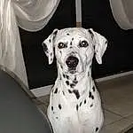 Chien, Race de chien, Carnivore, Dalmatian, Style, Pet Supply, Working Animal, Chien de compagnie, Dog Supply, Museau, Dog Collar, Collar, Canidae, Curtain, Noir & Blanc, Comfort, Metal, Non-sporting Group, Terrestrial Animal
