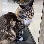 Chat, Felidae, Small To Medium-sized Cats, Carnivore, Moustaches, Grey, FenÃªtre, Museau, Queue, Domestic Short-haired Cat, Poil, Patte, Griffe, Box, Assis, Terrestrial Animal, Door