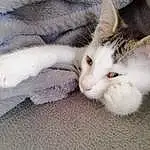 Chat, Felidae, Comfort, Carnivore, Small To Medium-sized Cats, Grey, Moustaches, Queue, Museau, Patte, Domestic Short-haired Cat, Poil, Sieste, Bois, Sleep, Griffe, Linens