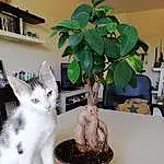 Plante, Chat, Flowerpot, Houseplant, Carnivore, Felidae, Terrestrial Plant, Moustaches, Small To Medium-sized Cats, Arbre, Queue, Cat Supply, Domestic Short-haired Cat, Flowering Plant, Poil, Patte, Herb, Room, Shelf, Table