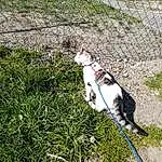 Plante, Carnivore, Race de chien, Collar, Felidae, Herbe, Small To Medium-sized Cats, Faon, Moustaches, Chien de compagnie, Dog Collar, Groundcover, Queue, Leash, Shrub, Pet Supply, Fence, Grassland, Canidae