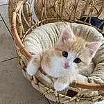 Chat, Felidae, Small To Medium-sized Cats, Carnivore, Picnic Basket, Moustaches, Comfort, Storage Basket, Basket, Bois, Faon, Pet Supply, Box, Bag, Cat Supply, Poil, Queue, Domestic Short-haired Cat, Animal Shelter, Patte