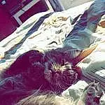 Chat, Felidae, Comfort, Textile, Carnivore, Purple, Small To Medium-sized Cats, Moustaches, Cloud, Linens, Queue, Poil, Bedding, Electric Blue, Domestic Short-haired Cat, Bed, Bedroom, Pattern