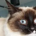 Chat, Yeux, Felidae, Siamois, Carnivore, Moustaches, Iris, Small To Medium-sized Cats, Museau, SacrÃ© de Birmanie, Close-up, Poil, Terrestrial Animal, Balinais, Domestic Short-haired Cat
