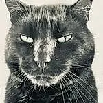 Chat, Felidae, Carnivore, Small To Medium-sized Cats, Grey, Style, Moustaches, Chats noirs, Museau, Noir & Blanc, Monochrome, Close-up, Art, Illustration, Domestic Short-haired Cat, Terrestrial Animal, Poil, Stock Photography