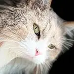 Chat, Carnivore, Felidae, Small To Medium-sized Cats, Moustaches, Museau, Close-up, Poil, Domestic Short-haired Cat, Terrestrial Animal, Patte, Macro Photography, Plante