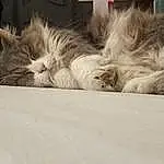Chat, Felidae, Carnivore, Comfort, Small To Medium-sized Cats, Moustaches, Grey, Faon, Museau, Patte, Queue, Poil, Griffe, Domestic Short-haired Cat, Sieste, Sleep, Sand