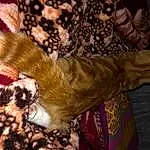 Felidae, Small To Medium-sized Cats, Carnivore, Moustaches, Comfort, Faon, Bois, Queue, Human Leg, Chat, Pattern, Canidae, Foot, Poil, Feather, Fashion Accessory, Linens, Art, Patte