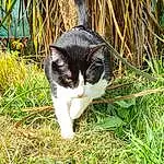Chat, Plante, Herbe, Carnivore, Groundcover, Race de chien, Felidae, Pelouse, Moustaches, Queue, Grassland, Domestic Short-haired Cat, Terrestrial Animal, Small To Medium-sized Cats, Poil, Patte, Herbaceous Plant, Pasture, Canidae
