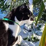 Chat, Botany, Leaf, Felidae, Carnivore, Small To Medium-sized Cats, Plante, Moustaches, Race de chien, Twig, Herbe, Eau, Museau, Queue, Terrestrial Animal, Poil, Domestic Short-haired Cat, Spring