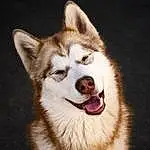 Head, Chien, Yeux, Carnivore, Chien dâ€™attelage, Race de chien, Human Body, Jaw, Moustaches, Faon, Chien de compagnie, Museau, Working Animal, Poil, Terrestrial Animal, Canidae, Working Dog, Ancient Dog Breeds