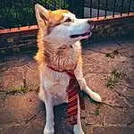 Chien, Race de chien, Carnivore, Faon, Chien de compagnie, Museau, Queue, Fence, Moustaches, Poil, Plante, Canidae, Canis, Working Animal, Leash, Working Dog, Road Surface, Ancient Dog Breeds, Collar