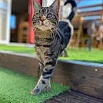 Chat, Felidae, Herbe, Carnivore, Small To Medium-sized Cats, Bois, Moustaches, Arbre, Terrestrial Animal, Museau, Queue, Domestic Short-haired Cat, Poil, Outdoor Furniture, Wood Stain, Hardwood, Assis, Plante, Lumber