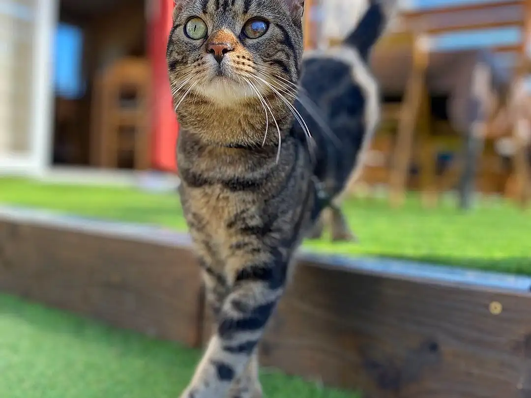 Chat, Felidae, Herbe, Carnivore, Small To Medium-sized Cats, Bois, Moustaches, Arbre, Terrestrial Animal, Museau, Queue, Domestic Short-haired Cat, Poil, Outdoor Furniture, Wood Stain, Hardwood, Assis, Plante, Lumber