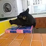 Laundry Room, Chat, Fenêtre, Felidae, Washing Machine, Carnivore, Clothes Dryer, Small To Medium-sized Cats, Comfort, Moustaches, Bois, Bombay, Race de chien, Laundry, Hardwood, Queue, Chats noirs