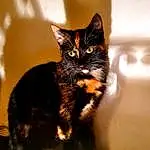 Chat, Yeux, FenÃªtre, Felidae, Carnivore, Small To Medium-sized Cats, Houseplant, Moustaches, Table, Queue, Museau, Chats noirs, Domestic Short-haired Cat, Desk, Poil, Assis, Terrestrial Animal, Patte