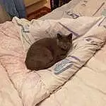 Chat, Comfort, Textile, Carnivore, Felidae, Moustaches, Small To Medium-sized Cats, Grey, Faon, Bed, Cat Bed, Linens, Queue, Cat Supply, Domestic Short-haired Cat, Poil, Bedding, Room, Chats noirs, Sieste