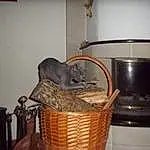 Chat, Felidae, Carnivore, Small To Medium-sized Cats, Moustaches, Gas, Basket, Storage Basket, Picture Frame, Room, Cat Supply, Home Appliance, Domestic Short-haired Cat, Laundry Basket, Wicker, Stove, Queue, Muroidea