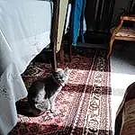 Chat, Felidae, Textile, Bois, Small To Medium-sized Cats, Grey, Carnivore, Comfort, Hardwood, Pattern, Human Leg, Carpet, Room, Queue, Poil, Moustaches, Foot, Domestic Short-haired Cat