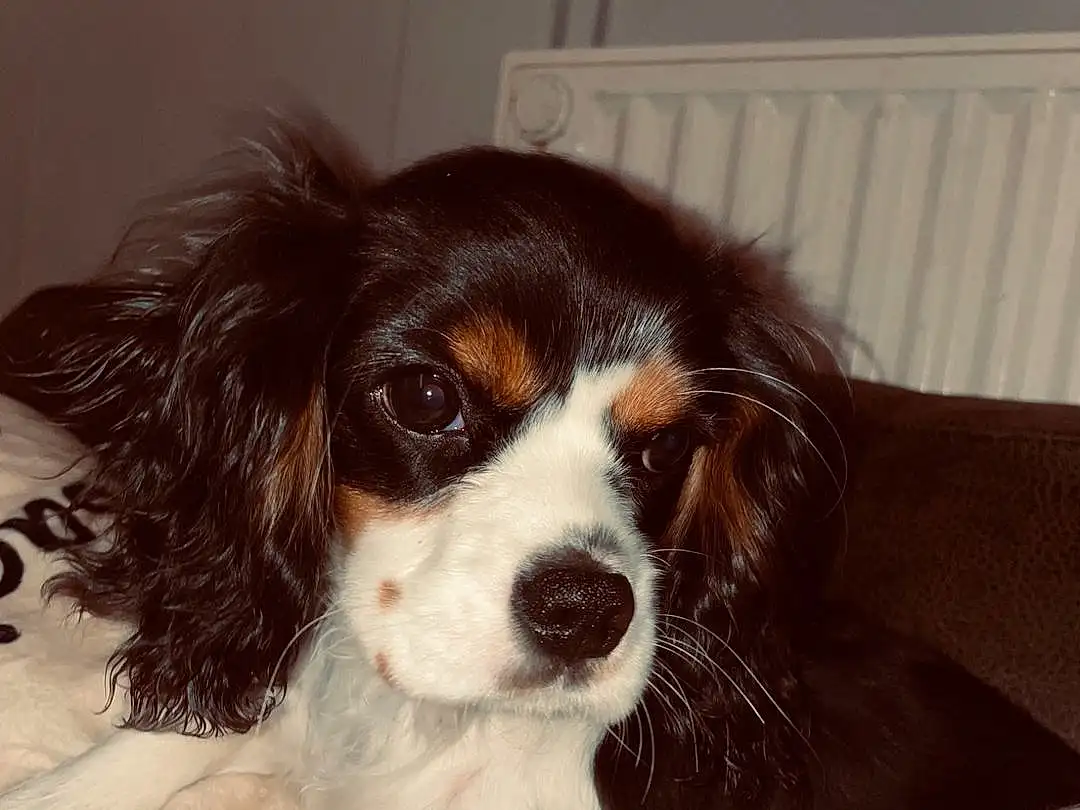 Chien, Carnivore, Race de chien, Working Animal, Liver, Chien de compagnie, Ã‰pagneul, King Charles Spaniel, Cavalier King Charles Spaniel, Museau, Toy Dog, Canidae, Bored, Poil, Terrestrial Animal, Water Dog, Gun Dog, Moustaches, Door