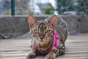 Nom Bengal Chat Feline
