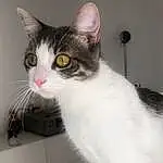 Chat, Yeux, Carnivore, Felidae, FenÃªtre, Small To Medium-sized Cats, Moustaches, Museau, Box, Domestic Short-haired Cat, Poil, Pet Supply, Queue, Patte, Assis