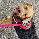 Chien, Race de chien, Carnivore, Collar, Dog Clothes, Dog Supply, Airedale Terrier, Pet Supply, Chien de compagnie, Faon, Welsh Terrier, Museau, Terrier, Dog Collar, Wire Hair Fox Terrier, Canidae, Lakeland Terrier, Leash, Poil