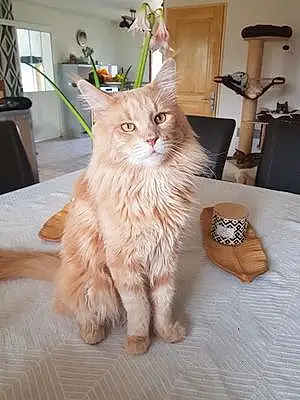 Nom Maine Coon Chat Pegase