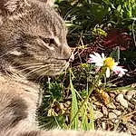 Fleur, Plante, Chat, Leaf, Nature, Carnivore, Botany, Herbe, Felidae, Small To Medium-sized Cats, Vegetation, Petal, Faon, Terrestrial Plant, Moustaches, Groundcover, Terrestrial Animal, Flowering Plant