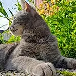 Chat, Plante, Felidae, Carnivore, Branch, Arbre, Small To Medium-sized Cats, Moustaches, Grey, Woody Plant, Herbe, Terrestrial Animal, Groundcover, Queue, Museau, Trunk, Twig, Domestic Short-haired Cat, Poil, Lynx
