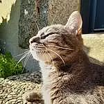 Chat, Felidae, Carnivore, Plante, Small To Medium-sized Cats, Fenêtre, Moustaches, Grey, Faon, Museau, Queue, Terrestrial Animal, Poil, Domestic Short-haired Cat, Patte, Comfort, Griffe, Herbe, Sieste