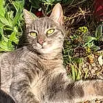 Plante, Chat, Felidae, Carnivore, Small To Medium-sized Cats, Moustaches, Groundcover, Terrestrial Animal, Museau, Herbe, Queue, Poil, Domestic Short-haired Cat, Assis, Légende de la photo