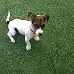 Chien, Race de chien, Carnivore, Plante, Herbe, Faon, Chien de compagnie, Terrier, Museau, Queue, Canidae, Irishjacks, Chilean Fox Terrier, Collar, Working Dog, Ancient Dog Breeds, Non-sporting Group, Hunting Dog, Chiots