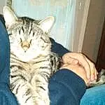 Chat, Comfort, Felidae, Sleeve, Gesture, Small To Medium-sized Cats, Carnivore, Moustaches, Museau, Lap, Poil, Assis, Electric Blue, Patte, Domestic Short-haired Cat, Couch, Wrist, LÃ©gende de la photo, Griffe, Nail