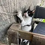 Chat, Felidae, Plante, Carnivore, Small To Medium-sized Cats, Grey, Bois, Outdoor Furniture, Moustaches, Arbre, Chair, Queue, Road Surface, Table, Asphalt, Door, Domestic Short-haired Cat, Flowerpot, Poil