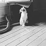 Chat, Fenêtre, Blanc, Jambe, Black, Felidae, Carnivore, Bois, Black-and-white, Grey, Style, Small To Medium-sized Cats, Moustaches, Line, Monochrome, Noir & Blanc, Queue, Museau