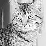 Visage, Head, Chat, Yeux, Carnivore, Felidae, Iris, Moustaches, Small To Medium-sized Cats, Museau, Close-up, Noir & Blanc, Terrestrial Animal, Poil, Domestic Short-haired Cat, Monochrome, Art, Patte