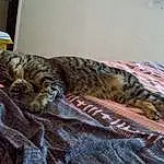 Chat, Comfort, Textile, Felidae, Carnivore, Faon, Small To Medium-sized Cats, Moustaches, Bois, Race de chien, Queue, Terrestrial Animal, Linens, Military Camouflage, Domestic Short-haired Cat, Bedding, Bed, Poil, Griffe