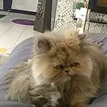 Chat, Small To Medium-sized Cats, Carnivore, Race de chien, Felidae, Faon, Chien de compagnie, Moustaches, Ragdoll, Terrestrial Animal, Queue, British Longhair, Poil, Persan, Canidae, Toy Dog, Comfort, Liver