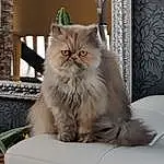Chat, Felidae, Carnivore, Small To Medium-sized Cats, Moustaches, Faon, Computer Keyboard, Museau, British Longhair, Plante, Poil, Persan, Terrestrial Animal, Comfort, Bois, Art, Working Animal