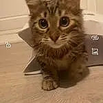 Chat, Felidae, Carnivore, Small To Medium-sized Cats, Moustaches, Museau, Box, LÃ©gende de la photo, Poil, Domestic Short-haired Cat, Patte, Screenshot, Cardboard, Font, Logo, Terrestrial Animal