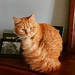 Chat, FenÃªtre, Felidae, Carnivore, Bois, Moustaches, Small To Medium-sized Cats, Comfort, Hardwood, Queue, Box, Poil, Domestic Short-haired Cat, Patte, Griffe, Door, Varnish, Chair, Peach