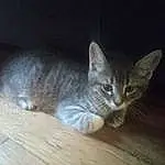Chat, Yeux, Felidae, Small To Medium-sized Cats, Carnivore, Bois, Grey, Moustaches, Faon, Queue, Hardwood, Museau, Domestic Short-haired Cat, Wood Stain, Patte, Poil, Wood Flooring, Laminate Flooring, Terrestrial Animal