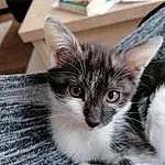 Head, Chat, Yeux, Felidae, Carnivore, Small To Medium-sized Cats, Iris, Moustaches, Oreille, Museau, Domestic Short-haired Cat, Patte, Poil, Queue, Griffe, Comfort, Box